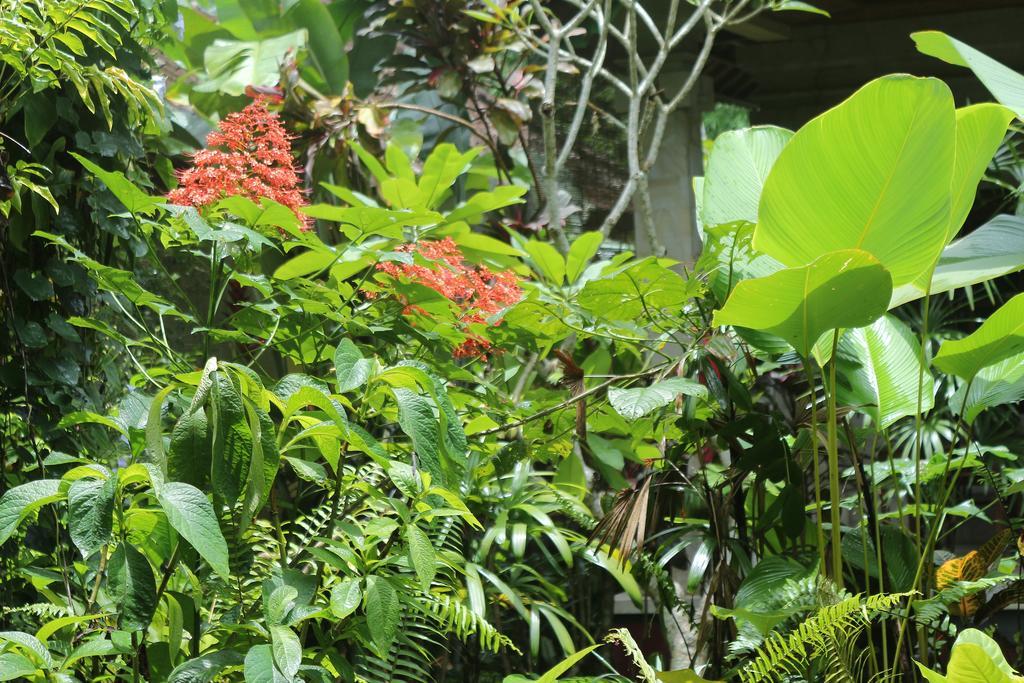 Karang Mesari Ubud Guest House Buitenkant foto